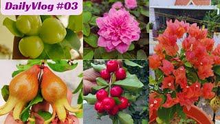 Daily Vlog #03 Terrace Garden Fruit And Flowering Plants July Month Update Grape Plant Pruning