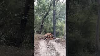 A rare sight  #tiger #mating #kanhanationalpark #aarzookhurana #shortvideo  #wildlife #short