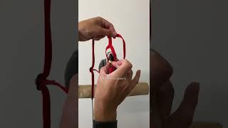 How to put a parrot harness. Check this video - African Grey