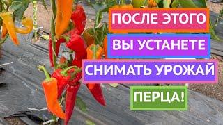 ВСЕ О ВЫРАЩИВАНИИ ПЕРЦА ОТ ВЕДУЩИХ АГРОНОМОВ СТРАНЫ