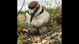 Madre Pájaro Incubando Sus Huevos