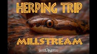Herping Millstream WA