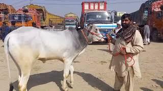 ye hi Lahore Pakistan cattle farm and garden