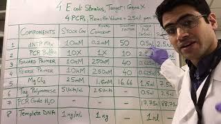 How To PCR Calculations