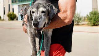 19-Year-Old Lab Is Rescued From The Shelter  The Dodo Foster Diaires