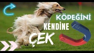 KÖPEĞİM NEDEN SÜREKLİ BENDEN KAÇIYOR? TOP ATIYORUM GETİRMİYOR BANA GELMASİNİ NASIL SAĞLARIM?