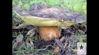 Xerocomus Badius  Suillus Bellinii - Novembro 2015