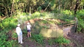 18 Hogs in one trap