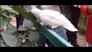 Bird sanctuary at Indore Zoo Madhya Pradesh  இந்தூர் உயிரியல் பூங்காவில் பறவைகள் சரணாலயம்