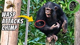 Young Chimp Gets Attacked By A Wasp  Her Reaction Is Crazy