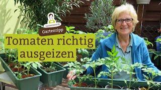 Tomaten ausgeizen - Geiztriebe erkennen und richtig ausgeizen