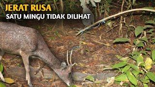 Melihat jerat payau dikebun jagung ll cara membuat jerat payau atau rusa