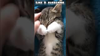 nice video-cute cat #shorts