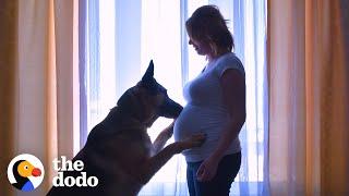 Dog Patiently Waits For His Baby Brother To Grow Up  The Dodo