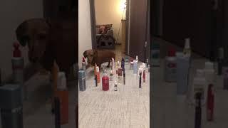 Dachshund Dog Gracefully Walks Through Cosmetics Maze