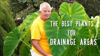 The Best Plants for Wet Areas  Plants for Soggy Areas