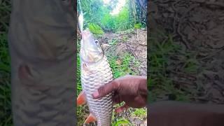 Umpan Killer ini Turun Pasti Ikan Besar Yang Makan #shorts #rapala #castinghampalaarusderas