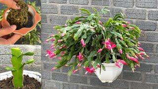 How to help the Christmas cactus produce many flowers  Christmas cactus
