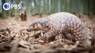 How Pangolins Mate in Suits of Armor