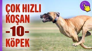 Asla kaçamayacağınız 10 köpek ırkı  İlginç bilgiler  Aklında olsun