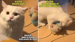 GEMESIN BANGET Ciki Si Kucing Pintar yang Bisa Disuruh Ambil Boneka Sama Majikannya