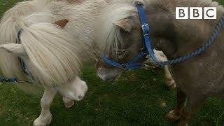 Miniature horses go dating ️  Ronnies Animal Crackers - BBC