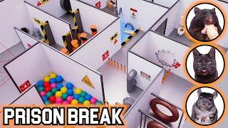 EXTREME PRISON BREAK challenge for ANIMALS - Will pets ESCAPE?