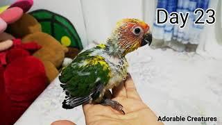 Sun Conure Growth Stage