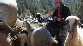 Toroslarda Son Yörükler Göçebe Yaşam - Belgesel