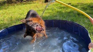 Stubborn German Shepherd Tries To Fight The Water