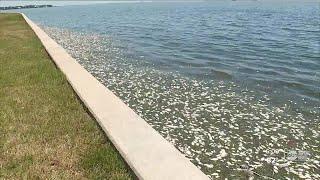 Local charter boat captain believes Piney Point to blame for this years red tide