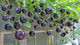 The method I used to grow eggplant did not require watering for a monthbut the yield was still high