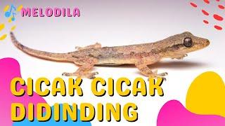 LAGU CICAK CICAK DI DINDING - Lagu Anak Anak