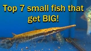 Top 7 small fish that get really BIG