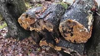 What is Spalted Wood - Turning with Spalted Wood