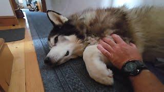 Husky Goes For His Checkup Its All Been Confirmed
