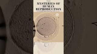 Mysteries of Human Reproduction Infertility Treatment #medical #shorts #infertility #human