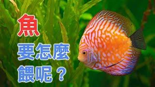 魚要怎麼餵呢？ 一天要餵幾次呢？ 新手養魚要注意的事！