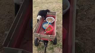 Sneaky Smeegle Stealing The Puppies Food #cat #puppy #puppies