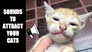 Cat Sounds to Attract Cats #22