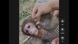 Please report this Animal Abusing channel Graphic torturing Monkey
