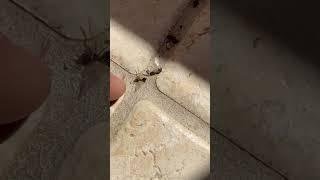 Flying Termites vs Flying Ants