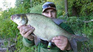 Lyashova Point worked. Feeder on Desna River in August.