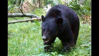 Trail Cam Video 2024 South Louisiana Public Land Swamp  How Many Bears Are Too Many??