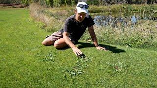 Grassy Weed Removal in My Lawn  Paspalum Couch and Crabgrass