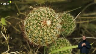 Pampa a natureza selvagem e o homem vivendo em harmonia  Nossos Biomas