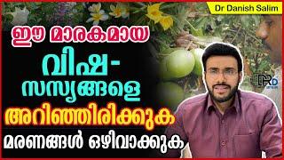 926  🪴 ഈ മാരകമായ വിഷസസ്യങ്ങളെ അറിഞ്ഞിരിക്കുക ..മരണങ്ങൾ  ഒഴിവാക്കുക  Deadly Poisonous Plants