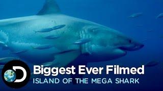 The Biggest Great White Ever Filmed  Island of the Mega Shark