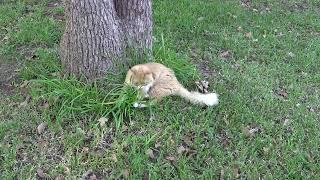 Siberian Cat Hunts Mouse  Cибирский кот ловит мышь