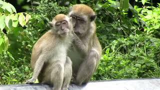 monyet  liar penunggu makanan di pinggir jalan